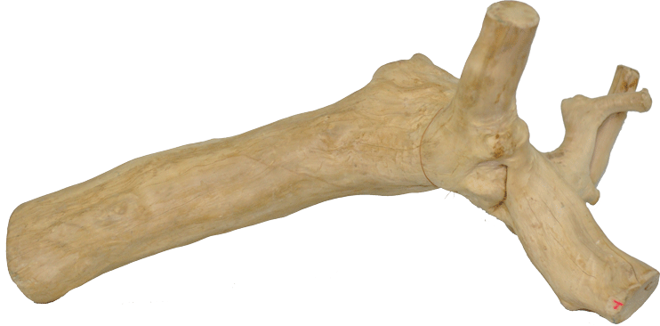 Extra Large Java Wood Reptile Branch