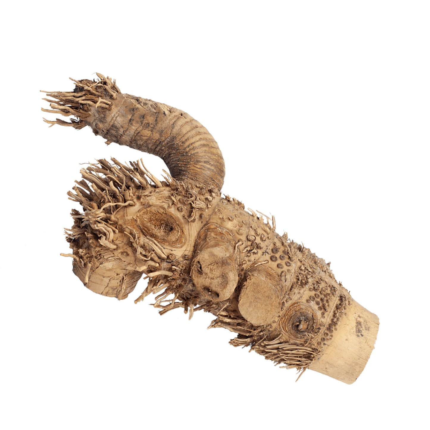 Small Spider Root
