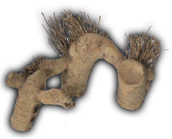 Medium Spider Root